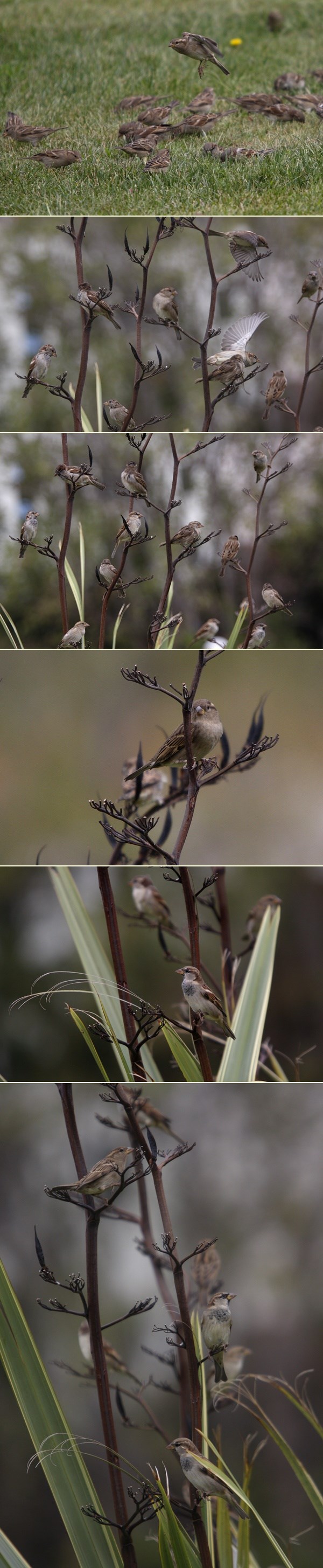 Vrapčići u Makarskoj spremno čekaju ručak