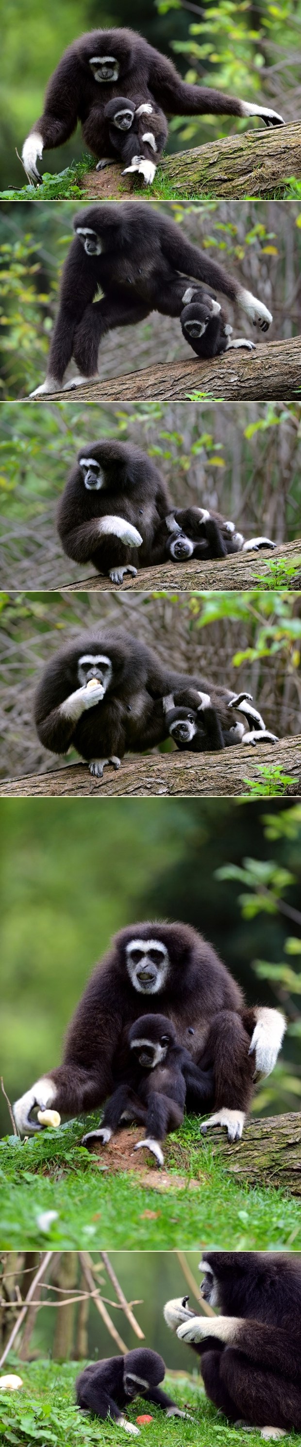 Mali gibon zgrabio mamu: Nosi me uokolo!