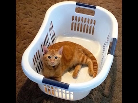 VIDEO: Majstor zasjede