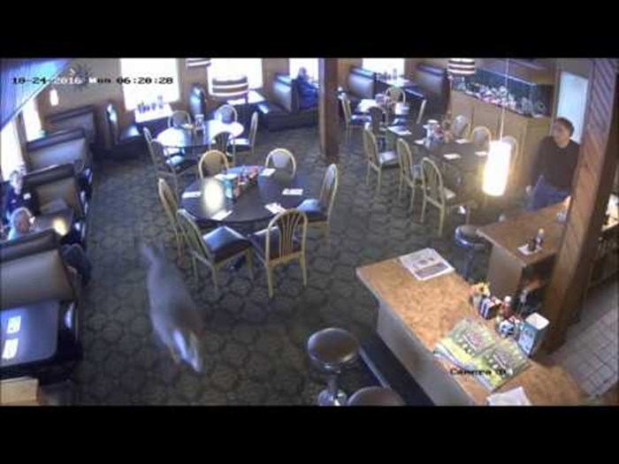 VIDEO Neočekivani gost je uletio u restoran i preplašio goste!