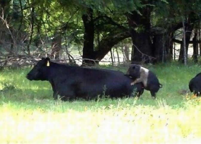 Kako nastaje cheeseburger sa špekom