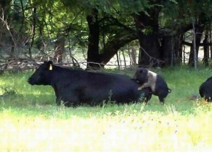 Kako nastaje cheeseburger sa špekom