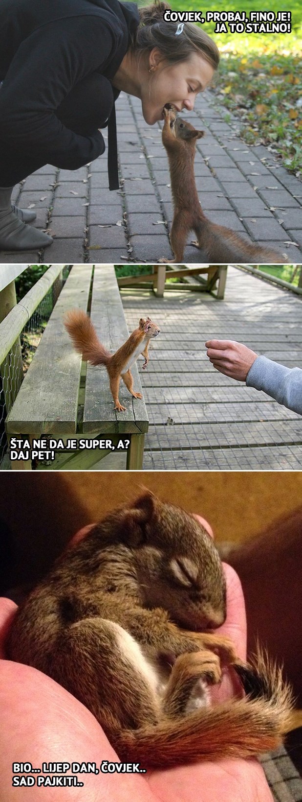 Tko voli vjeveričice?