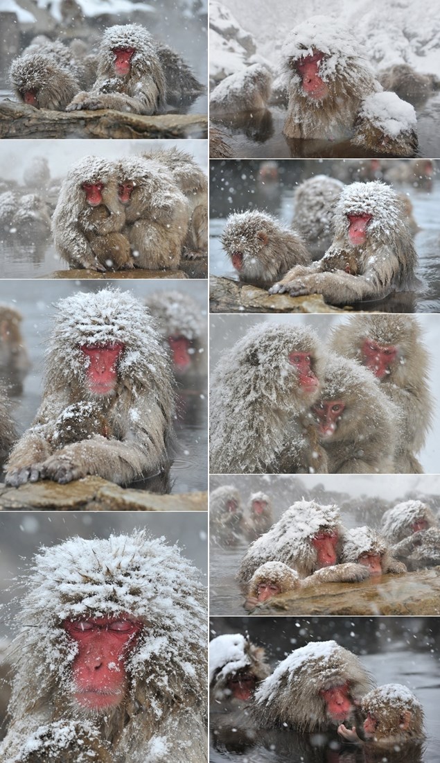 "Snježne majmune" zameo snijeg
