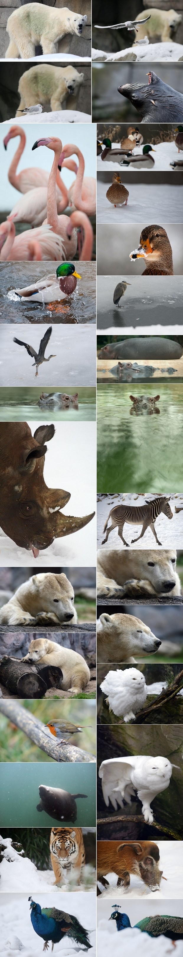 Ovako životinje iz njemačkih ZOO vrtova provode zimu