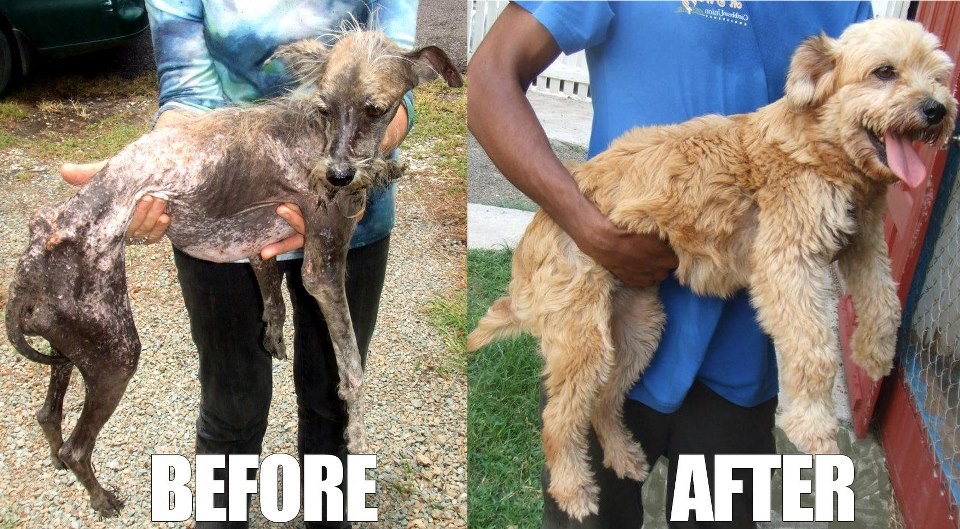 Malo ljubavi i pažnje čini čuda