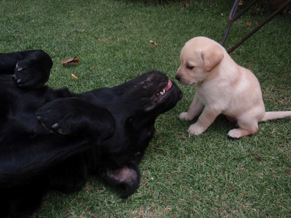 Vidiš, sine, ovako ih namamiš da te češkaju