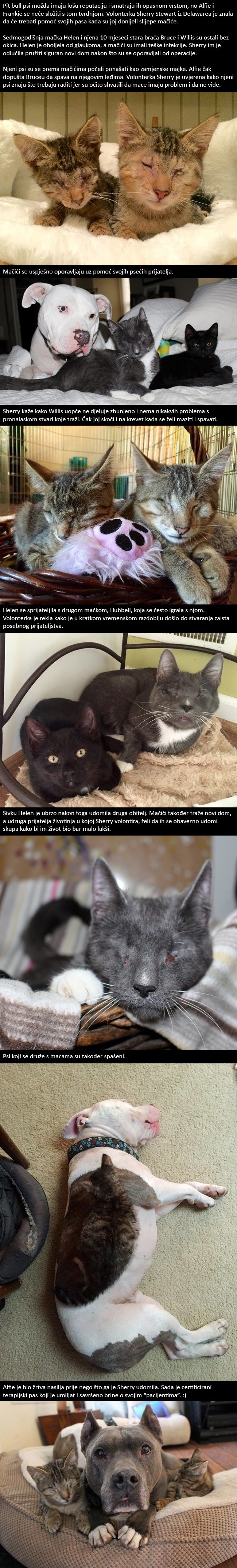 Što se dogodi kada dvije slijepe mace sretnu pit bulla? Pogledajte sami!