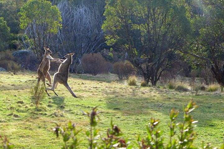 Rasplesani klokani vježbaju za nastup