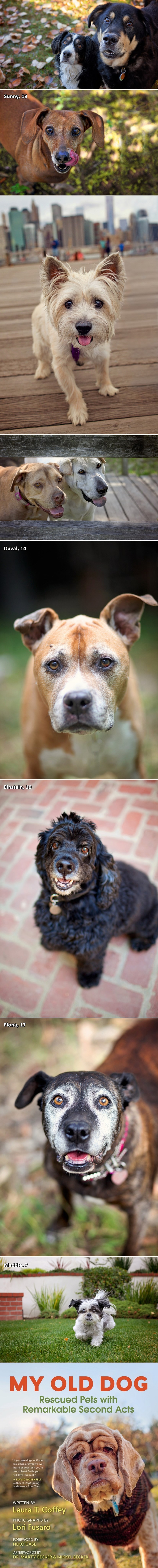 GALERIJA: Ne zaboravimo stare pse, nitko ne zaslužuje otići sam, u kavezu