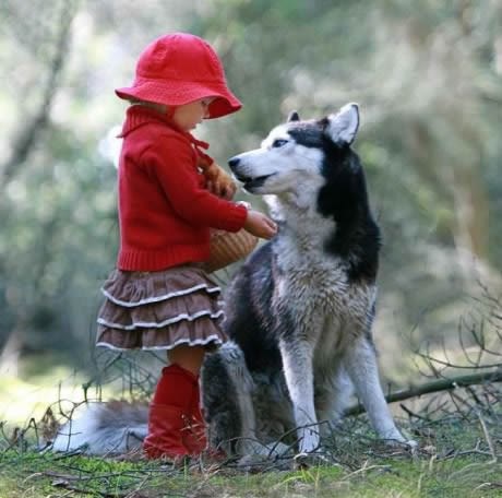 Crvenkapica preslatka - vuk postao ljubimac