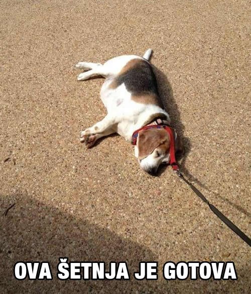 Lijeni pas zaspao na lajni usred šetnje gradom