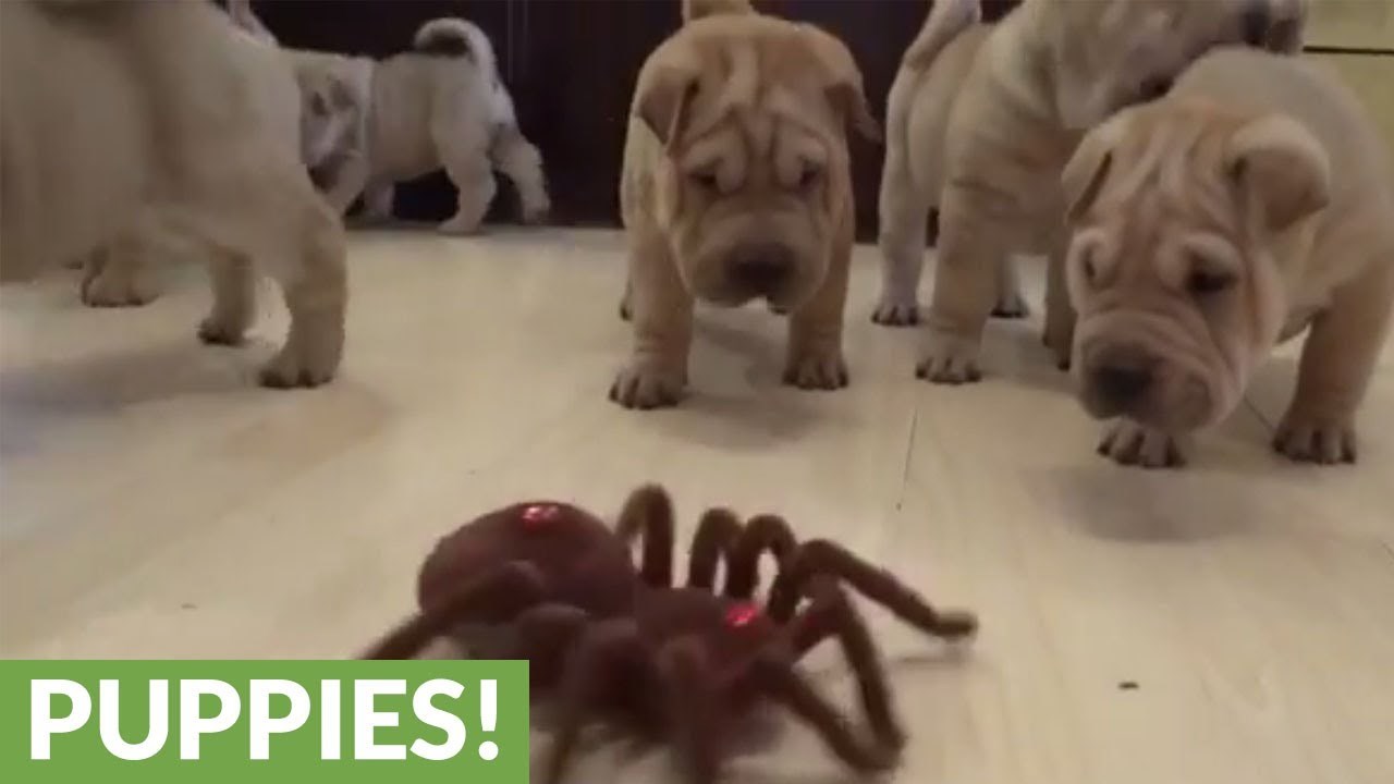 Shar Pei štenci potpuno su se zbunili kada su ugledali ovog pauka