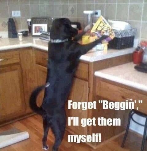 Pas kojem je dojadilo čekati da mu gazda da hranu