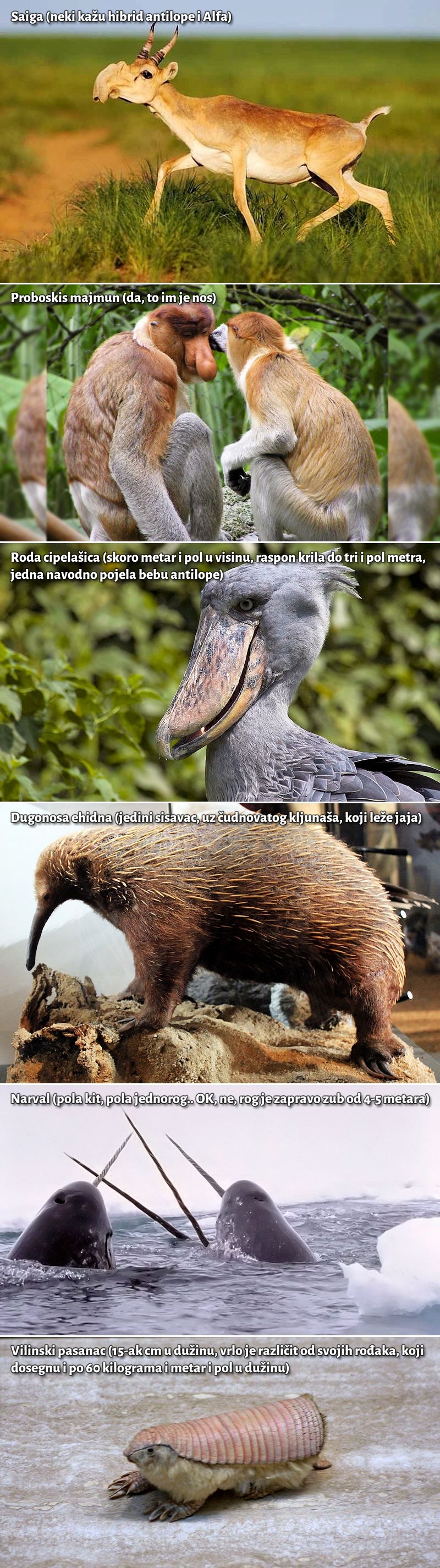 Galerija: Ove neobične životinje kao da su iz filma o izvanzemaljcima