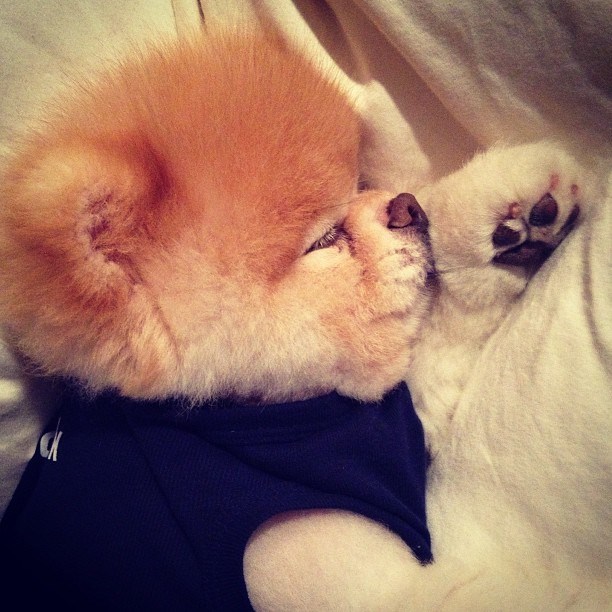 Najslađi psić na svijetu u carstvu snova