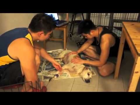 ŽELIO JE SAMO DA GA NETKO VOLI: Usamljenom starom psu ispunjena posljednja i jedina želja