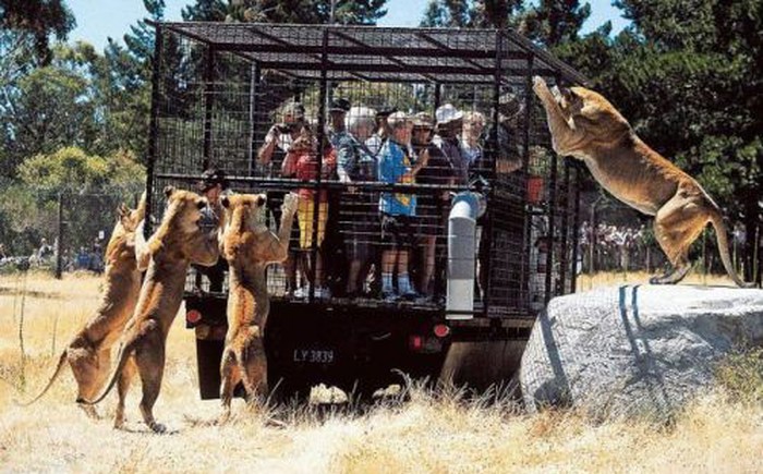 Jedini pravi zoo: Ljude u kavez, životinje slobodne