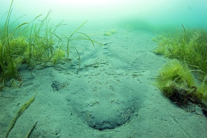 "Anđeoski" morski pas se igra skrivača