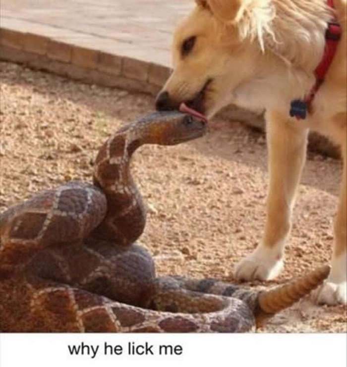 Najzbunjenija zmija životinjskog svijeta