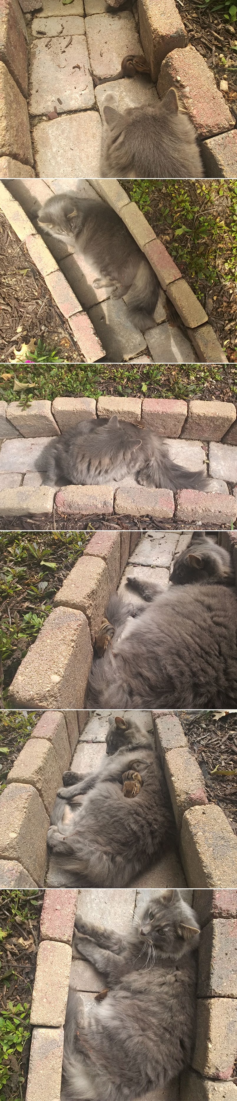 Maca se sprijateljila s vjeveričicom i ne prestaju se maziti!