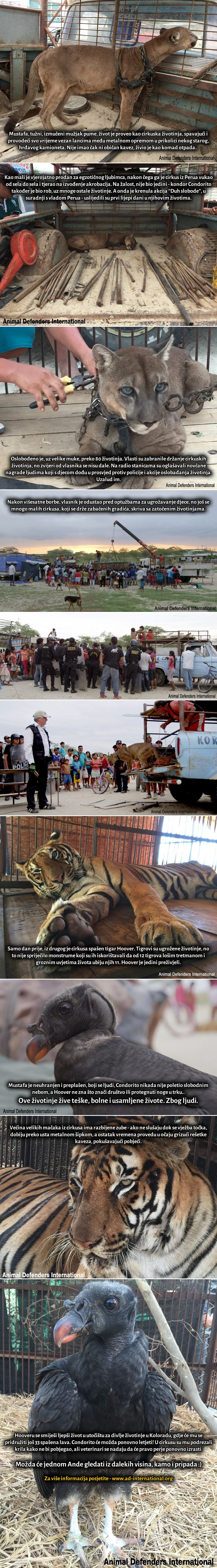 Galerija: Razum i dobrota pobijedili okrutnost cirkuskog života!