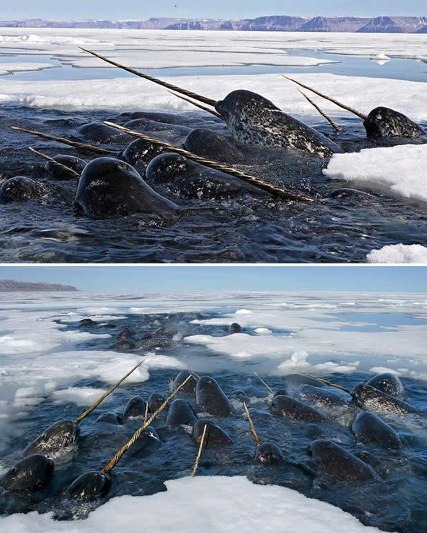 Jato narvala krenulo u lov: "Morski jednorozi" opako gladni