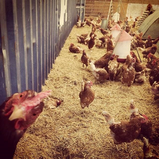 Kokoš-selfie: Ja i moje kokodakuše