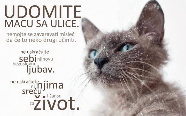 Udomi macu s ulice: Pokloni sebi i njoj ljepši život