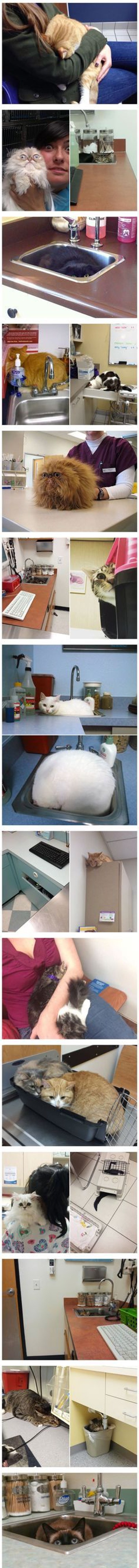 Ovako izgledaju mace koje su shvatile da ih čeka veterinarski pregled