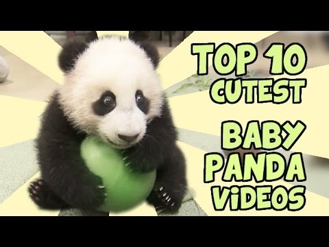 TOP 10: Najslađe male pande