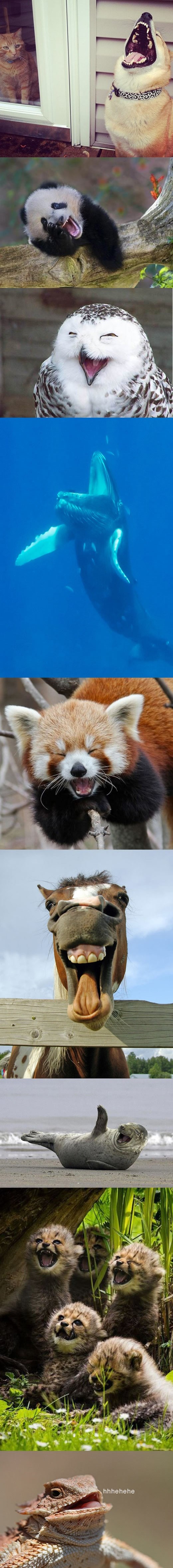 Životinje umiru od smijeha