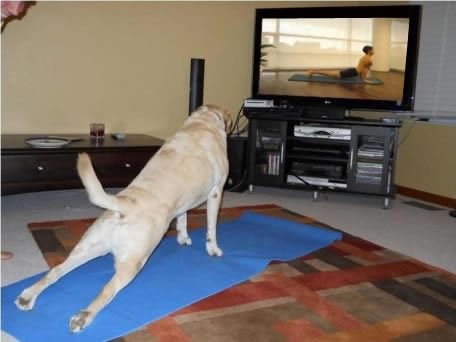 Pas se nabrijao na jogu, pa počeo vježbati pred TV-om