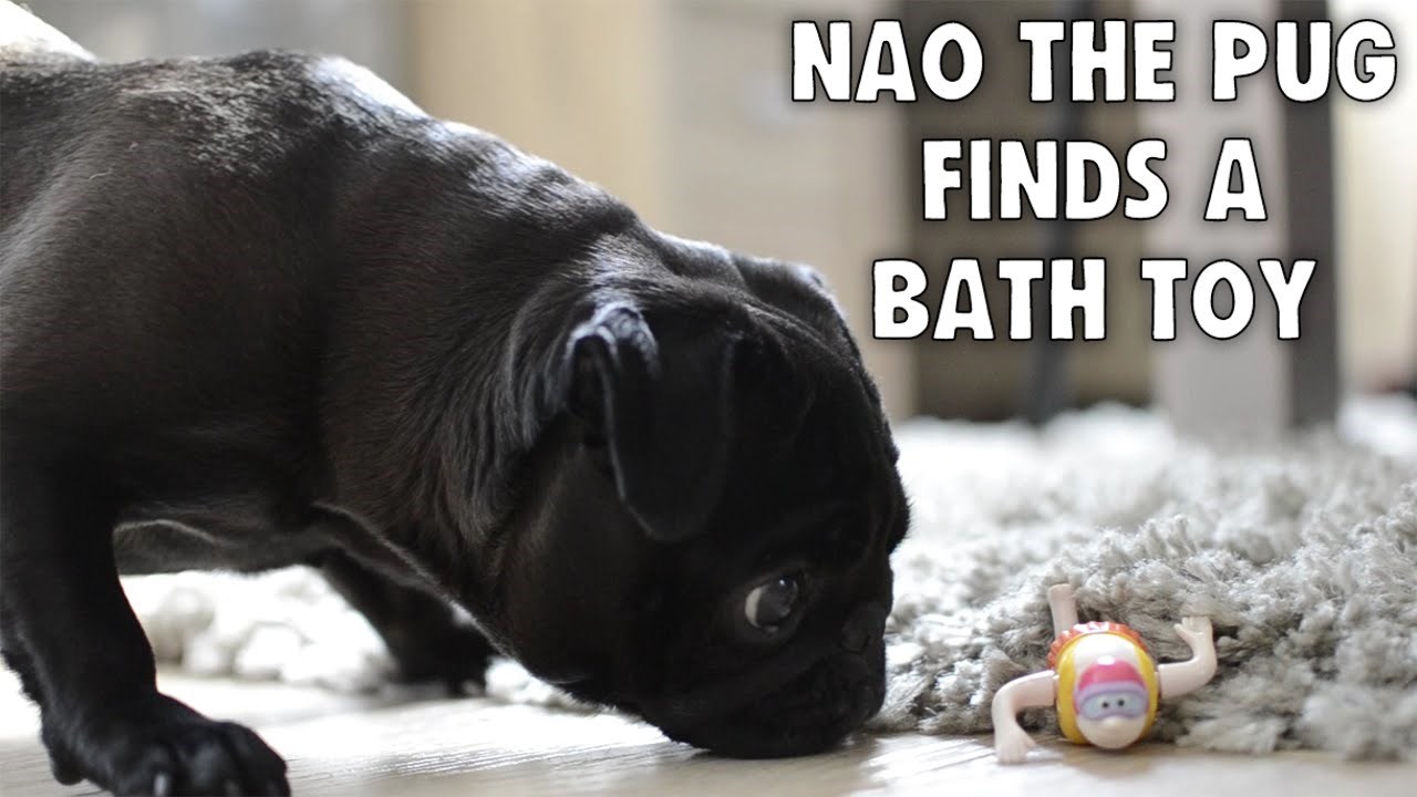 VIDEO: Presladak mopsić i  strašna čudna igračka