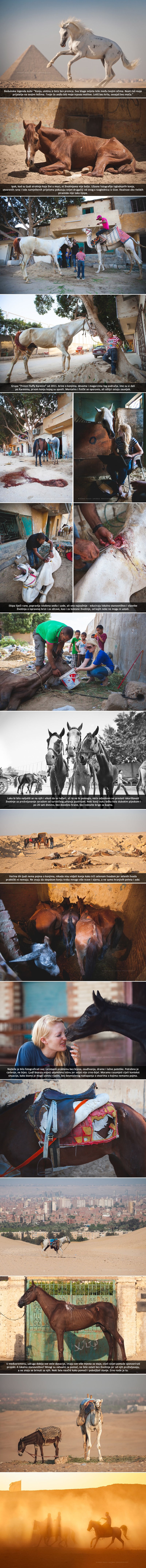 Šokantna istina o konjima i devama za turiste u Egiptu