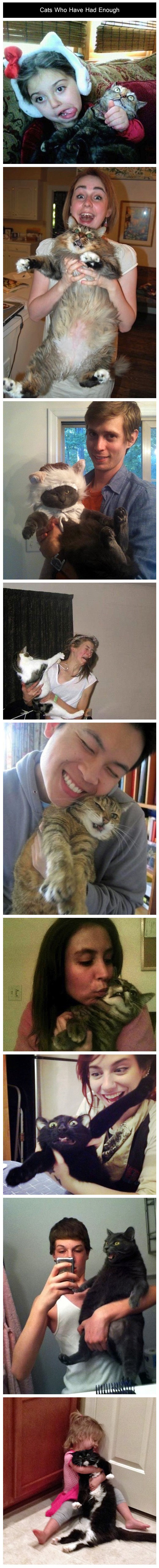 Mačke kojima je dosta života i ludih vlasnika