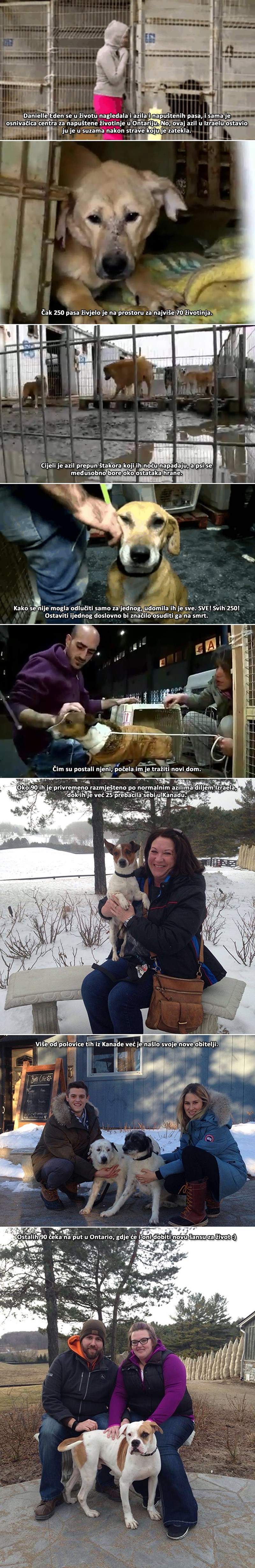 POTEZ STOLJEĆA: Žena došla udomiti psa, uzela CIJELI AZIL!
