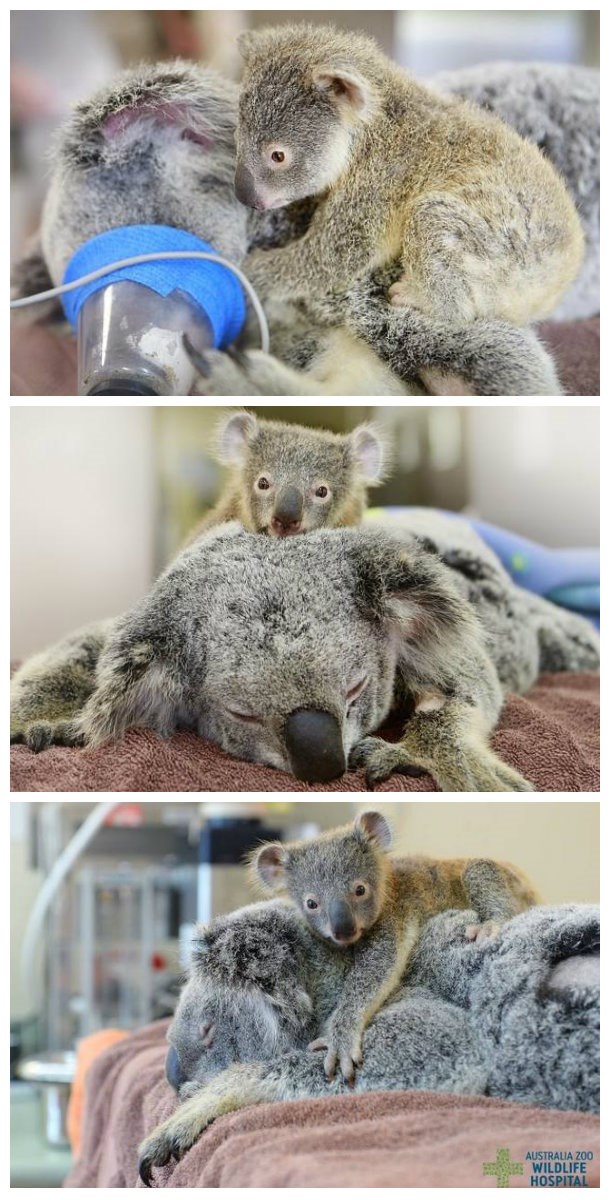 Koala beba nije htjela pustiti svoju ozljeđenu majku