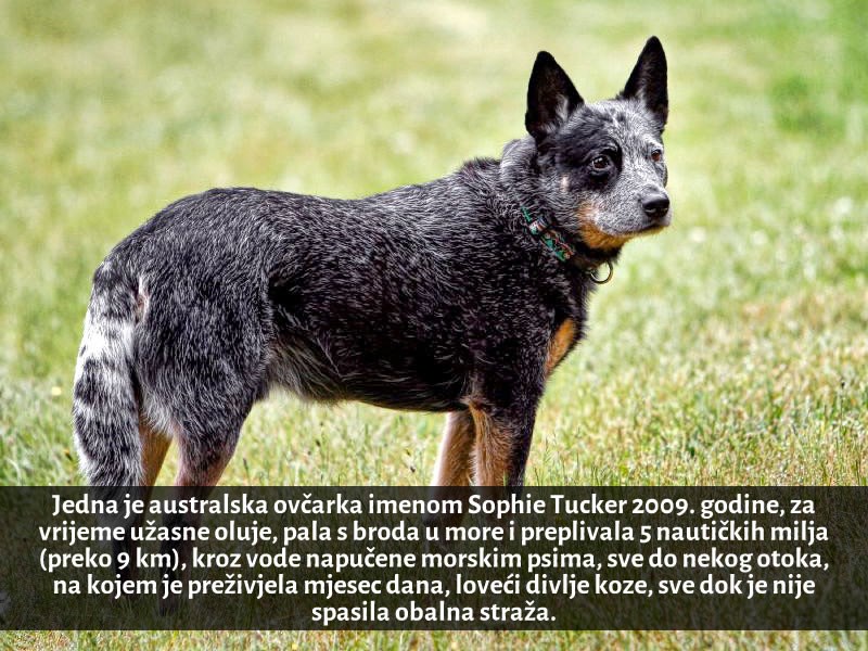 Pas preživio sam na pustom otoku