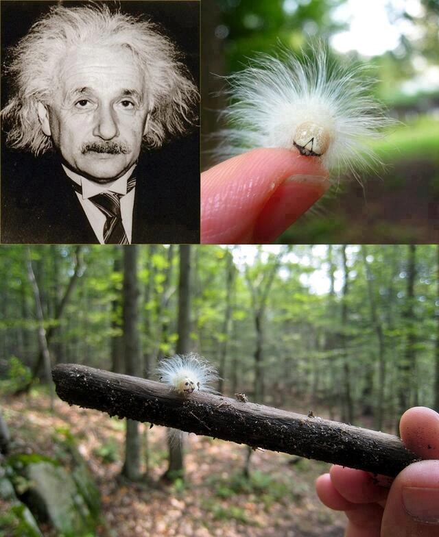 Čupava reinkarnacija Alberta Einsteina?