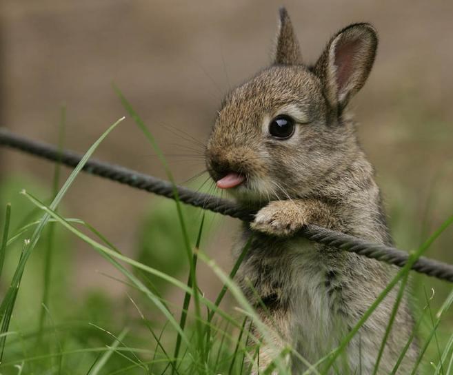 Zekonja šverca mrkvu kroz ogradu