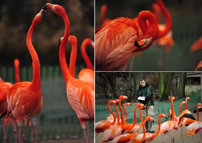 Plamencima nije zima, ljubav ih grije