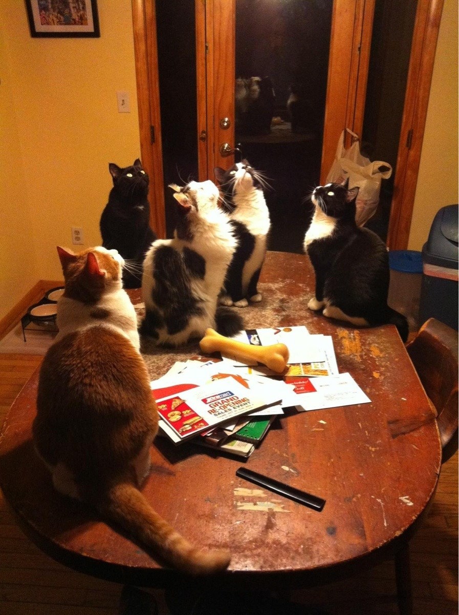 Mačke se čitavih 10 minuta molile svom novom bogu sunca