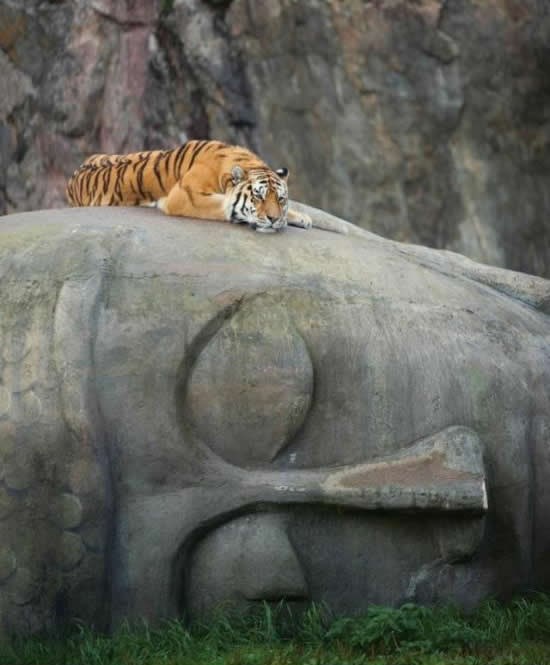 Zen tigar mirno odmara na Budinoj glavi