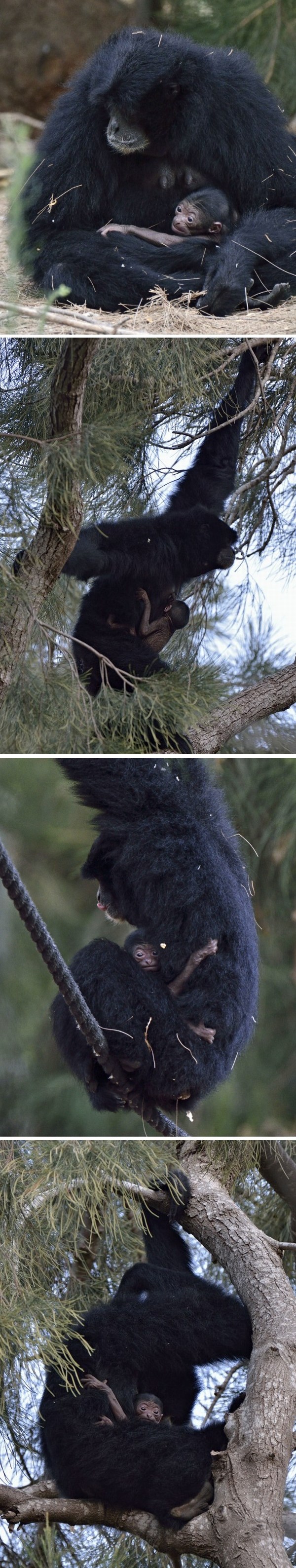 Ništa ti mali ne brini, uz mamu si siguran!