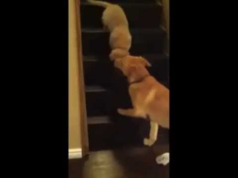 razlika u odgoju između pasa i mačaka..video :)))