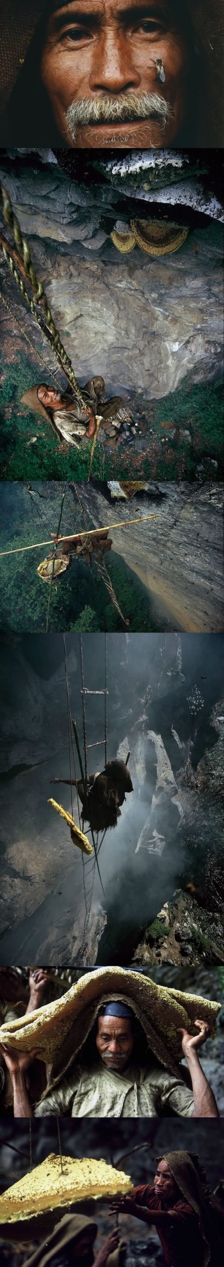 Koliko muke i opasnosti za ukrasti pčelama finog meda!