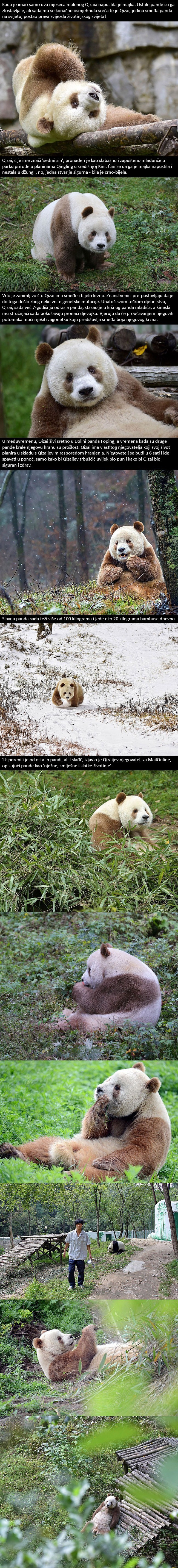 Jedina smeđa panda na svijetu koja je napuštena kao beba konačno pronalazi sreću