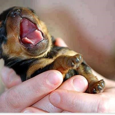 Mališa se vikendom ni ne budi, samo traži papicu