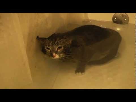 Ova maca mijauče pod vodom i to je tužno i smiješno u isti tren